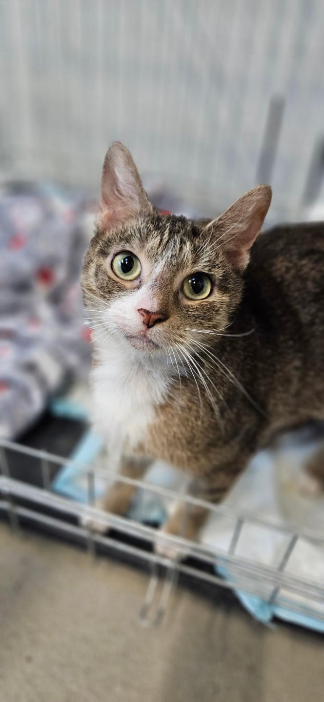 Koty ze szczecińskiego schroniska czekają na nowy dom