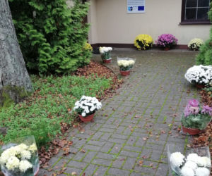 Wyjątkowo kolorowa jesień w Gminie Iława. Wszędzie chryzantemny!