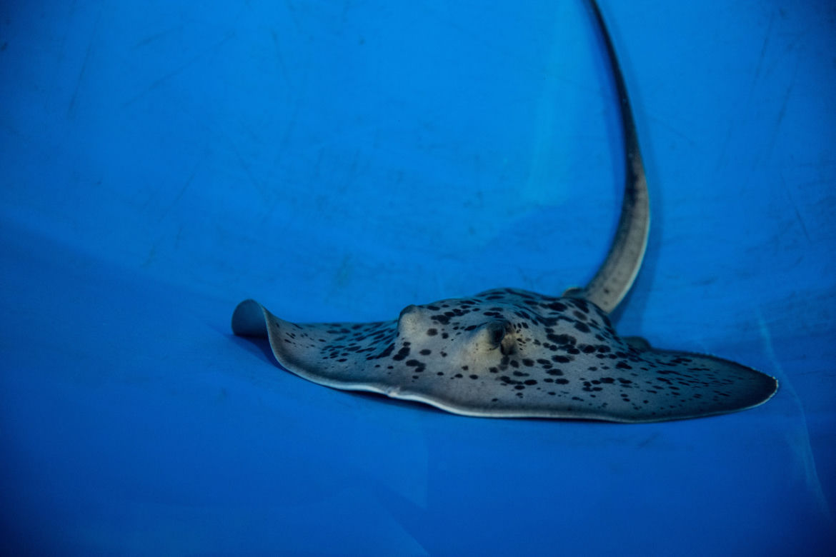 We wrocławskim zoo urodziły się patelnice wstęgoogonowe