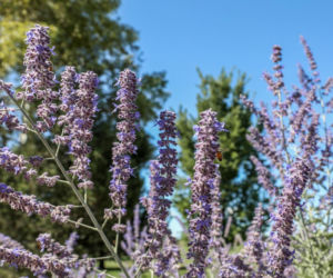 Ta roślina do złudzenia przypomina lawendę. Ma niewielkie wymagania, a z jej uprawą poradzi sobie nawet początkujący ogrodnik