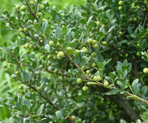 Ostrokrzew karbowanolistny