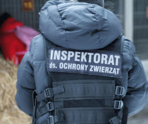 „Maszynka do mielenia mięsa i pałki z krwią”. Kulisy zamknięcia schroniska „Happy Dog”. Co dalej?