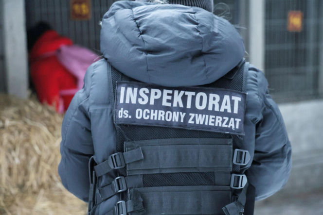 „Maszynka do mielenia mięsa i pałki z krwią”. Kulisy zamknięcia schroniska „Happy Dog”. Co dalej?