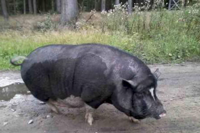 Świnia szuka domu