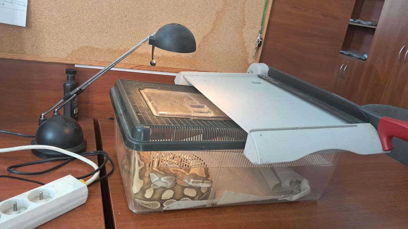 .Pyton królewski w kuchni łodzianki. Nietypowa interwencja Animal Patrolu