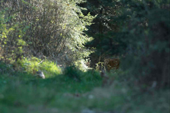 Duch lasu pod Starachowicami! Mieszkaniec nagrał tajemnicze zwierzę – przyrodnik potwierdza to ryś
