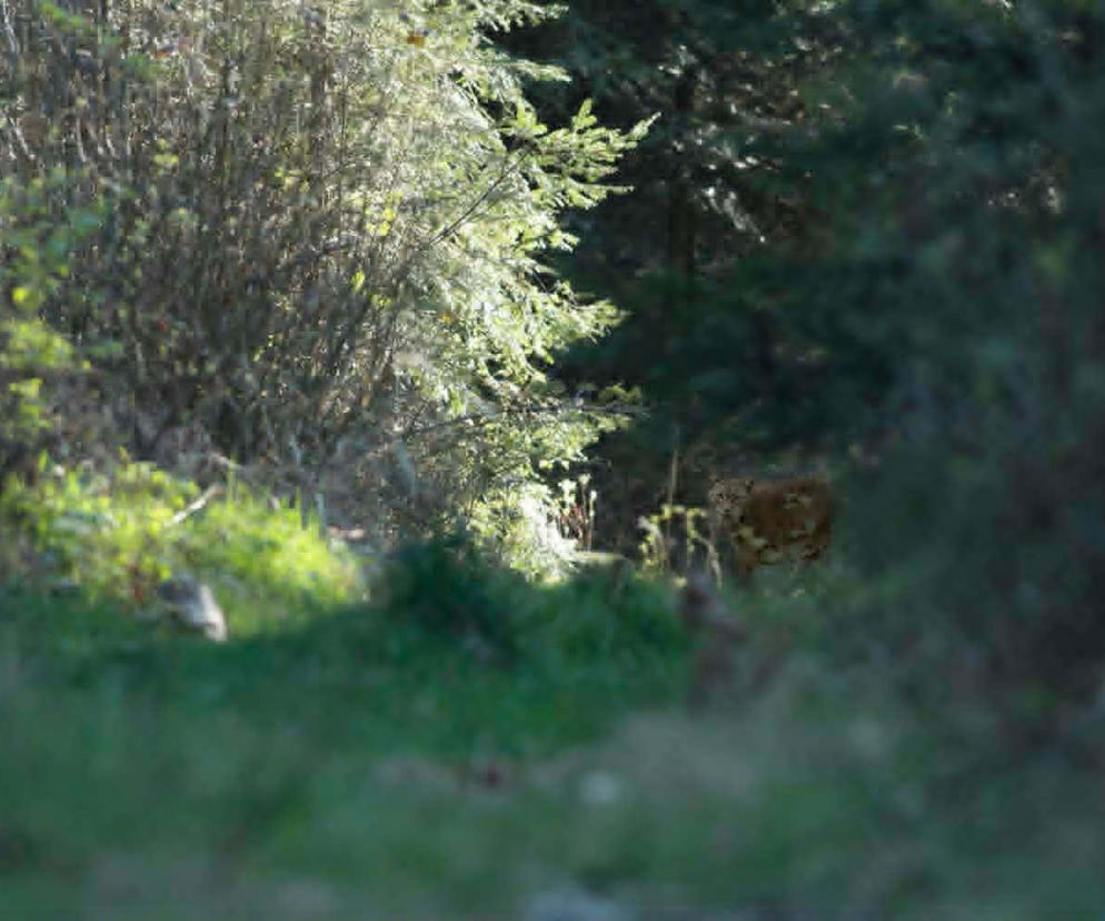 Duch lasu pod Starachowicami! Mieszkaniec nagrał tajemnicze zwierzę – przyrodnik potwierdza to ryś