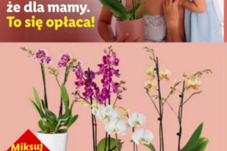Dzień Matki w Lidlu