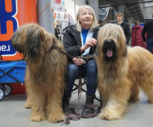 Międzynarodowa Wystawa Psów Rasowych Duo Cacib Kielce 2025