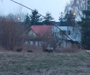 Dziki sieją grozę w Wawrze