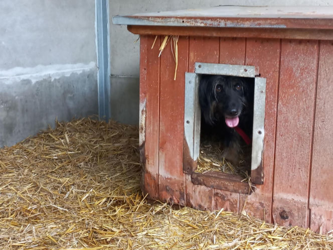 Przybyło psów w schronisku w Henrykowie koło Leszna. "Ilość zatrważająca"
