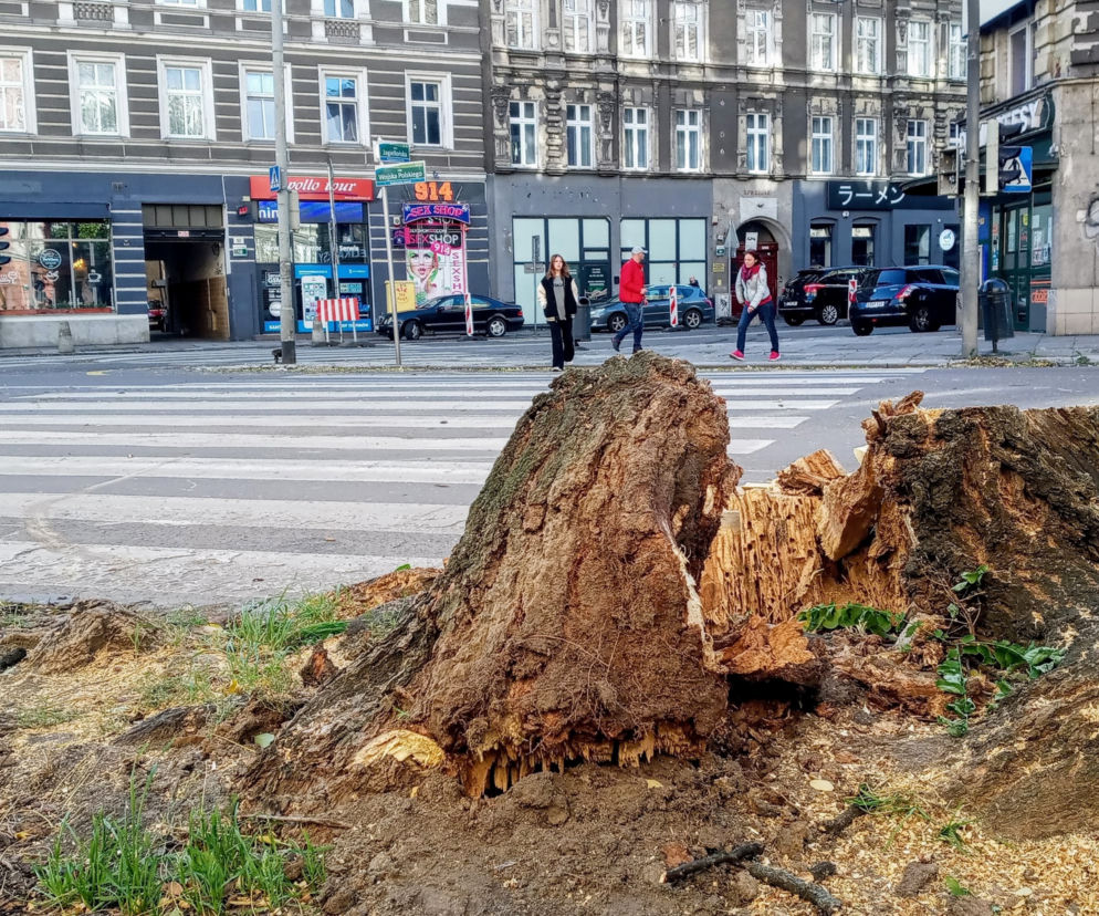 Z alei Wojska Polskiego wycięto kilkanaście drzew