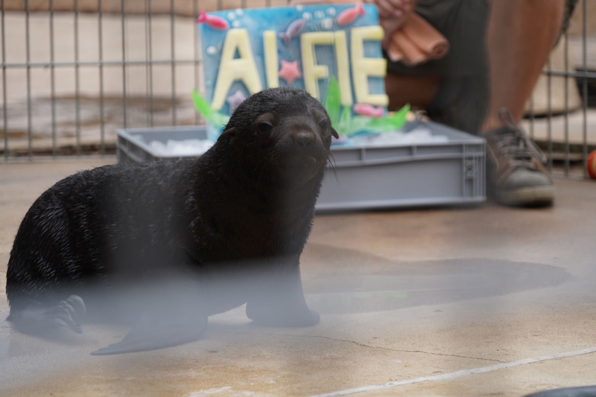 Najmłodszy kotik we wrocławskim zoo otrzymał imię Alfie