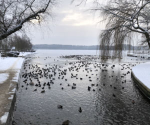Ptactwo wodne zimuje na jeziorze Trzesiecko w Szczecinku