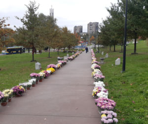 Dwa tysiące chryzantem ozdobiło park w Tarnowie