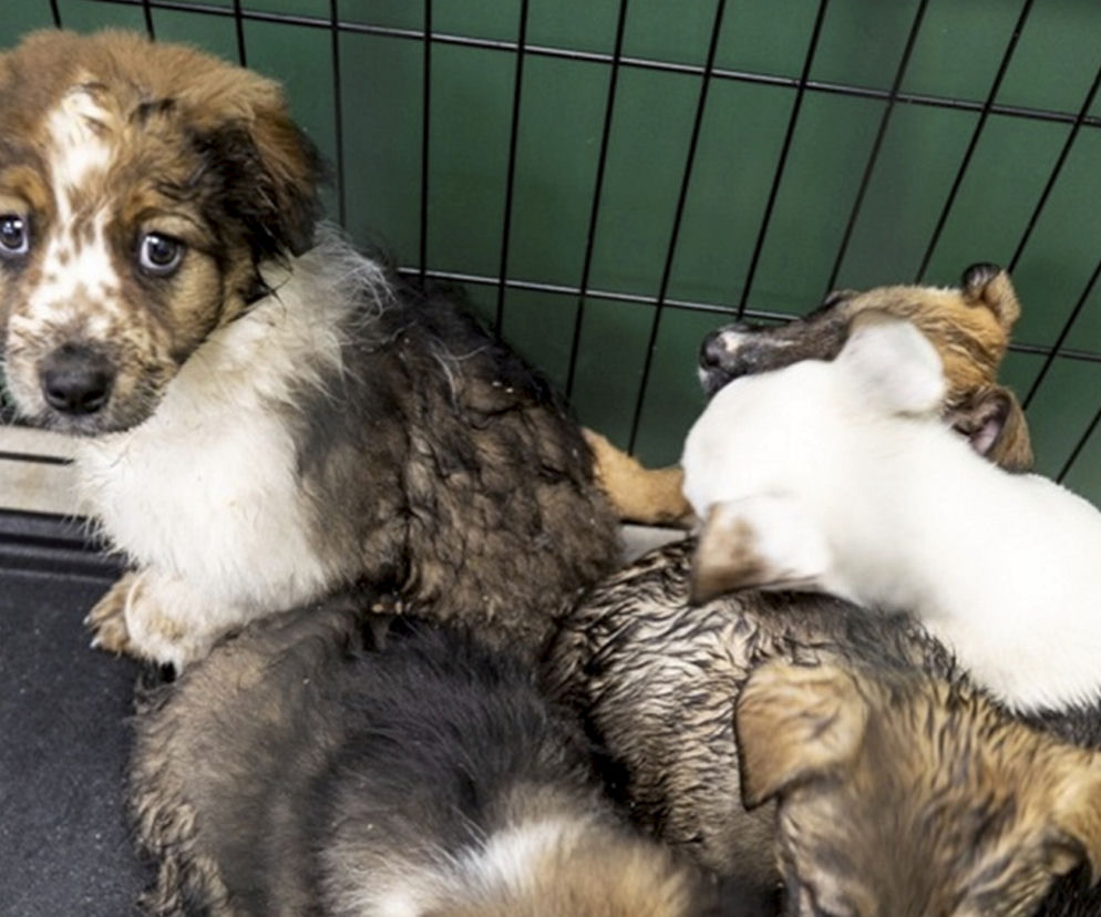 Miały zamarznąĆ są do adopcji