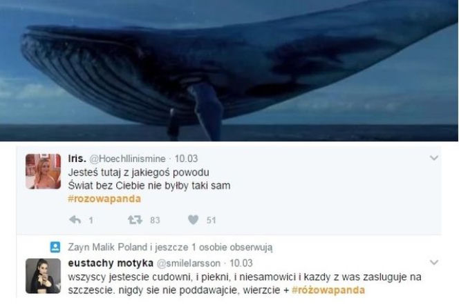 Niebieski wieloryb vs różowa panda