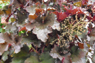 Żurawka ‘Afra’  - Heuchera ‘Afra’ 