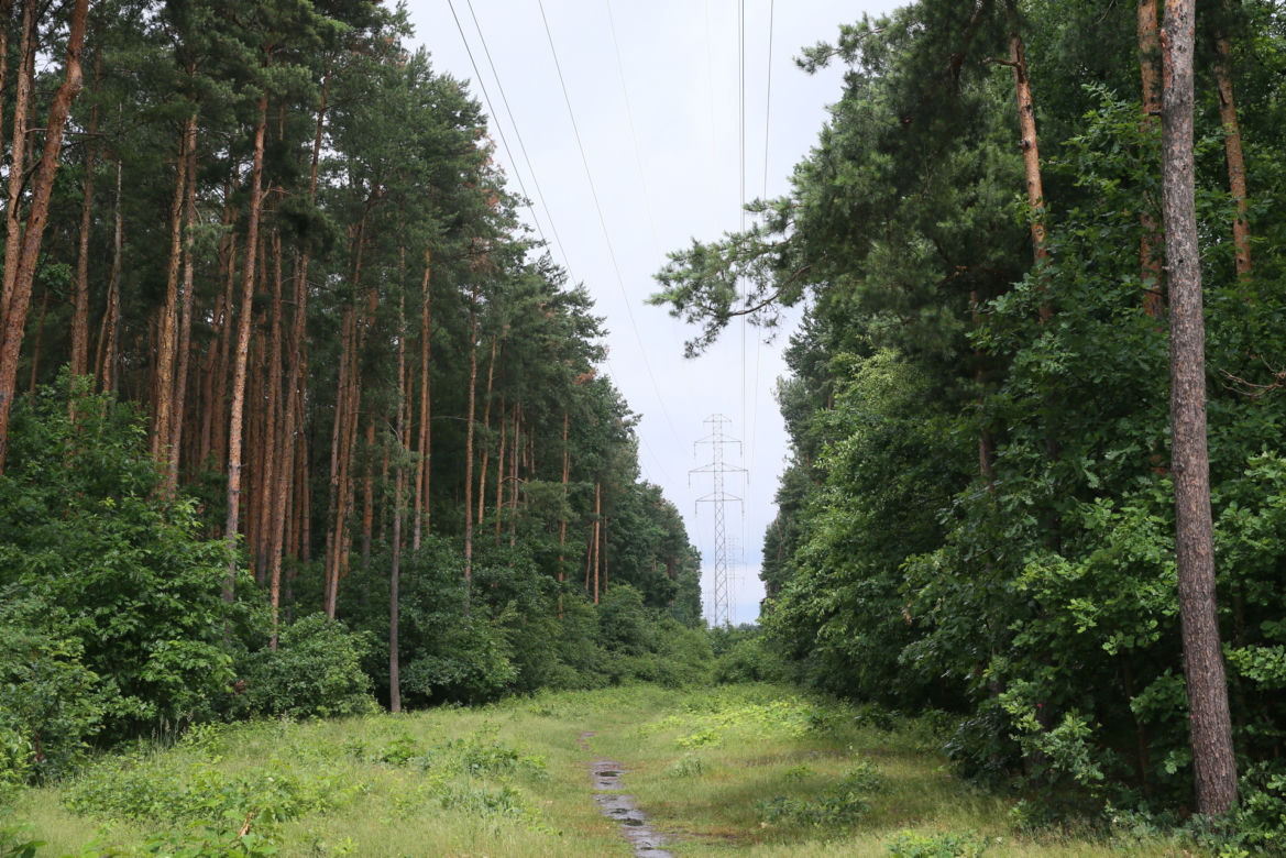 Wytną drzewa żeby zrobić Park Aktywności Rodzinnej. Mieszkańcy Wawra wściekli