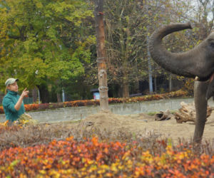 Zoo Wrocław: Słonie indyjskie