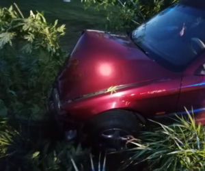 Pies wyskoczył wprost pod koła BMW. Matka z dziećmi zjechała do rowu [ZDJĘCIA]