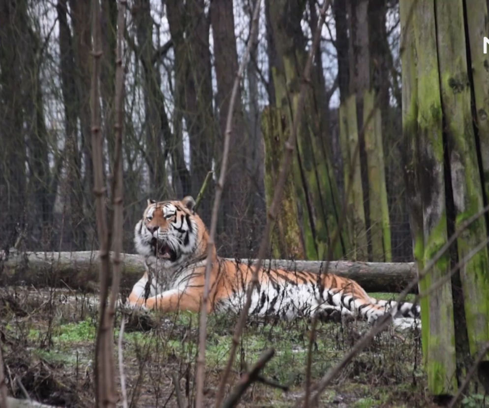 Miesiąc więzienia za dręczenie kijem tygrysa w zoo