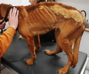 Akcja ratunkowa w likwidowanym schronisku Kocham Psisko w Mąkosach Nowych