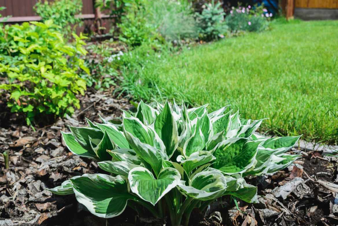 Bylina do cienia - funkia (Hosta)