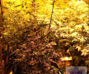 50-latek miał w domu istną plantację!