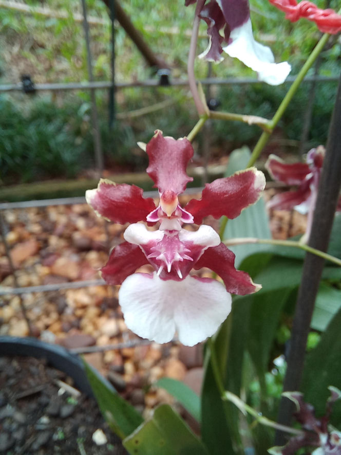 Ten storczyk pachnie, jak czekolada! Zniewala nie tylko wyglądem, ale i zapachem