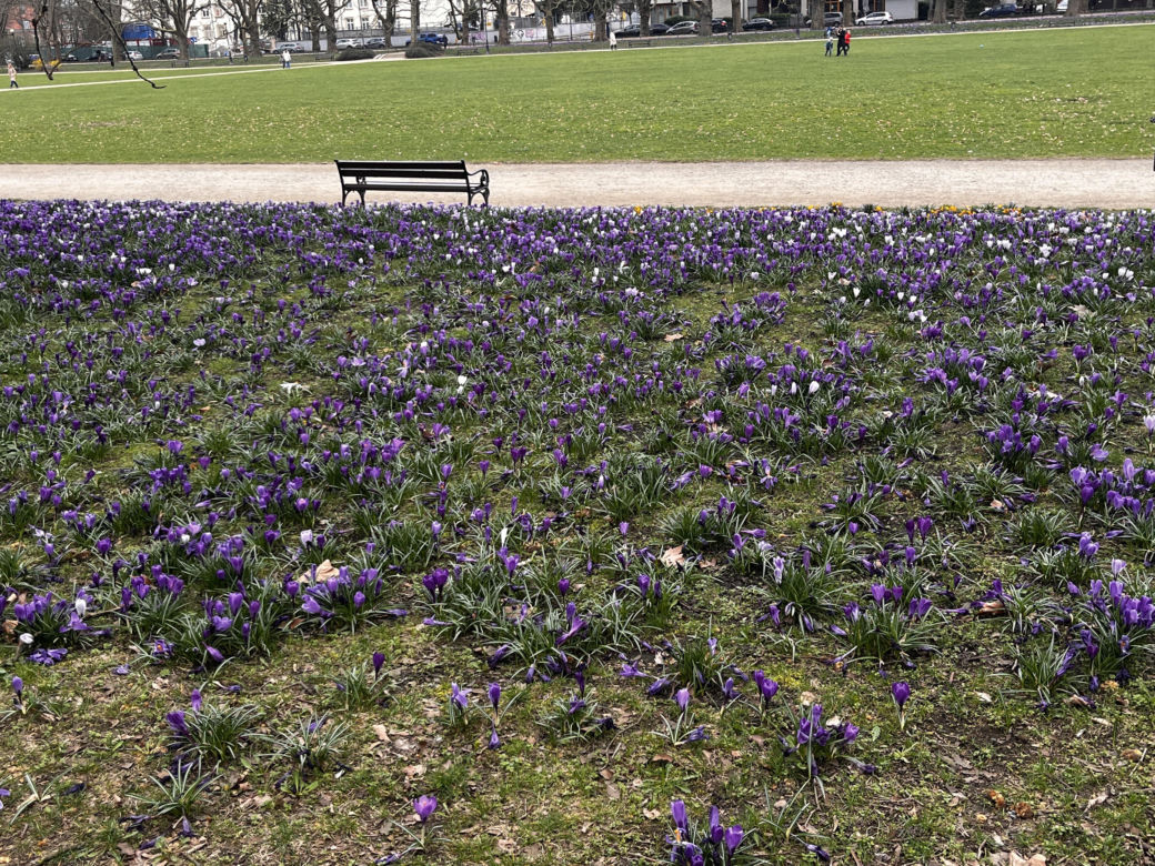 Krokusy w Szczecinie 