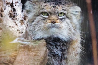 Tajemnicza Jessie Zwierzakiem Roku 2025 Warszawskiego ZOO! „Podbiła internet”