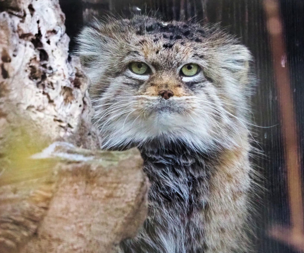 Tajemnicza Jessie Zwierzakiem Roku 2025 Warszawskiego ZOO! „Podbiła internet”