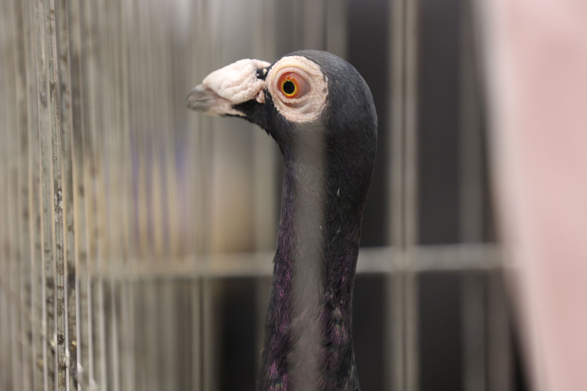 ZooPark 2023 w Lublinie przyciągnął tłumy!