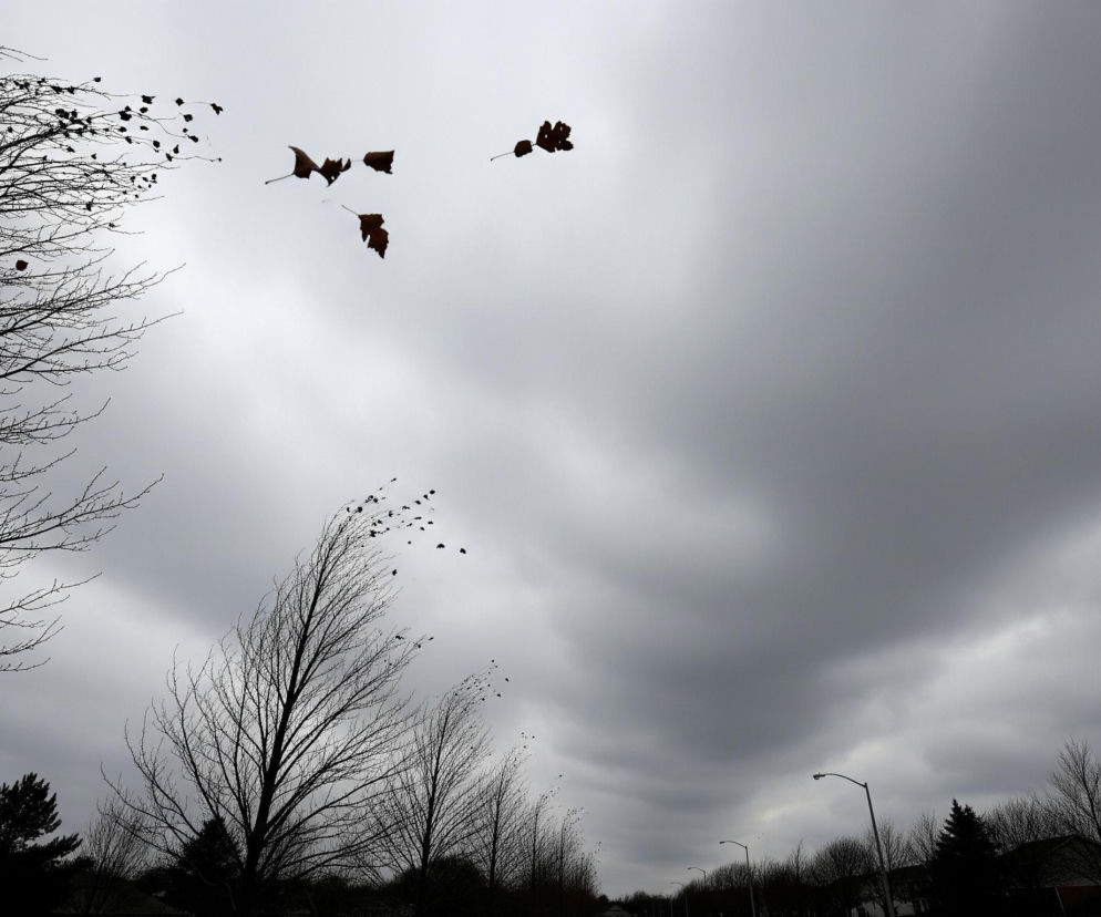 Górna część kadru wypełniona jest szarym, zachmurzonym niebem, z nielicznymi ciemnobrązowymi liśćmi unoszącymi się w powietrzu, rozrzuconymi po lewej i centralnej części nieba. Na pierwszym planie, po lewej stronie, dominuje gęste, ciemne, bezlistne drzewo z rozłożystymi gałęziami, a poniżej, bliżej środka, znajduje się drugie, smuklejsze drzewo również pozbawione liści, z licznymi drobnymi liśćmi oderwanymi od gałęzi w górnej części. W dolnej części obrazu widoczna jest linia horyzontu z zarysami ciemnych, bezlistnych drzew i krzewów oraz fragmentami zabudowań mieszkalnych, a także ulicznymi latarniami w oddali.