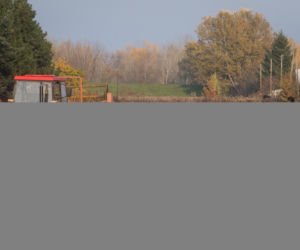 Rozrzutnik poszarpał rolnika