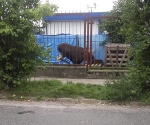 Łoś na ulicach Płocka! Na miejscu lekarz weterynarii [ZDJĘCIA, AKTUALIZACJA]
