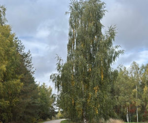 18-letni Patryk zginął w wypadku w Woli Sernickiej-Kolonii