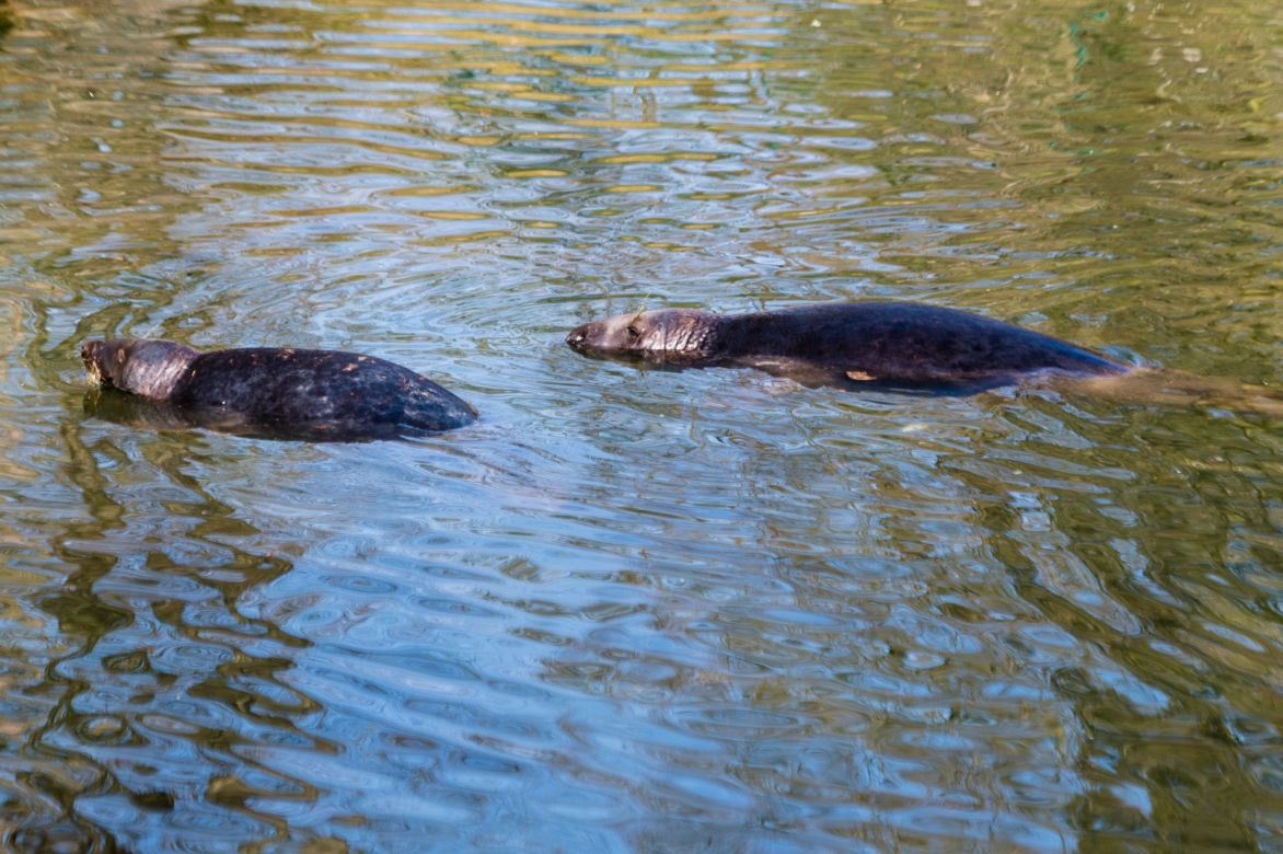 Koronawirus w Trójmieście. Zwierzęta z zoo tęsknią za ludźmi