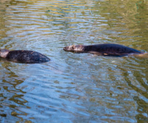 Koronawirus w Trójmieście. Zwierzęta z zoo tęsknią za ludźmi