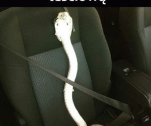 Tych memów o teściowych nie pokażesz mamie! Internauci nie mają litości