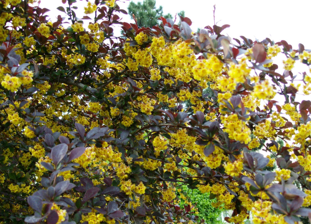 Krzewy z cierniami