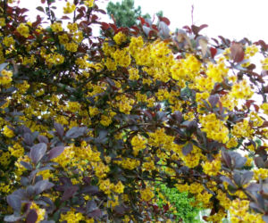 Berberys ottawski 'Superba'