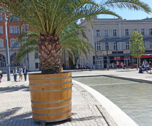 Palmy w Katowicach na Rynku
