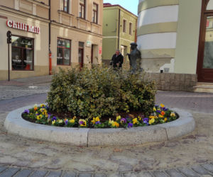 Klomby na ulicy Wałowej w Tarnowie