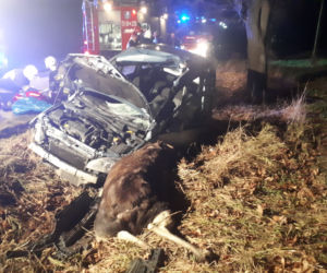 Łódzkie: Potężny ŁOŚ wbiegł wprost pod auto! Dramatyczne skutki zderzenia