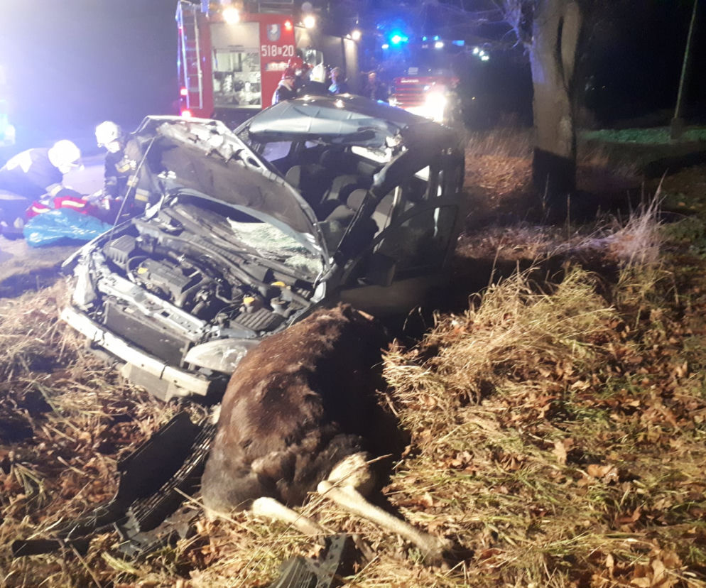 Łódzkie: Potężny ŁOŚ wbiegł wprost pod auto! Dramatyczne skutki zderzenia
