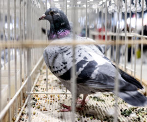 Katowice stolicą gołębiarstwa. Za nami 17. edycja EXPOGołębie. To największa tego typu impreza w Europie
