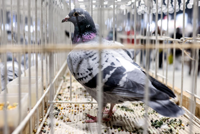 Katowice stolicą gołębiarstwa. Za nami 17. edycja EXPOGołębie. To największa tego typu impreza w Europie