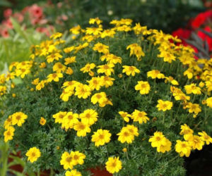 Uczep (bidens)